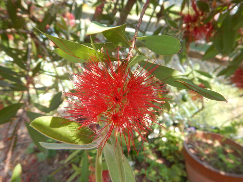 ブラシノキ 花槙 金宝樹 に咲く赤い花