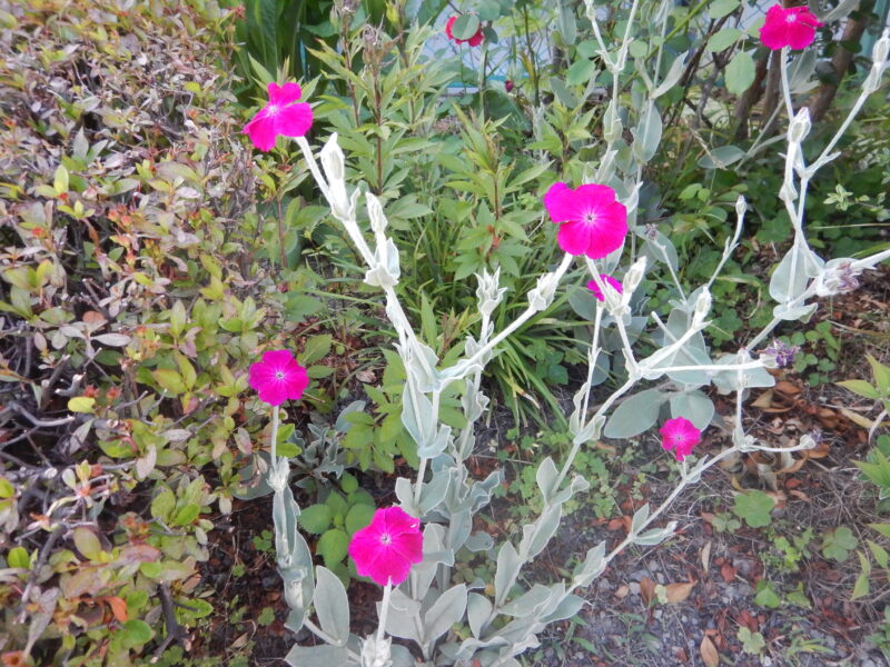 スイセンノウの花