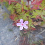 ヒメフウロの花