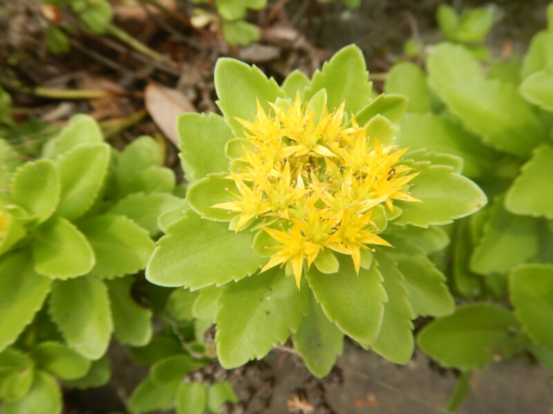 キリンソウ 麒麟草 黄輪草 に咲く星形の黄色い花