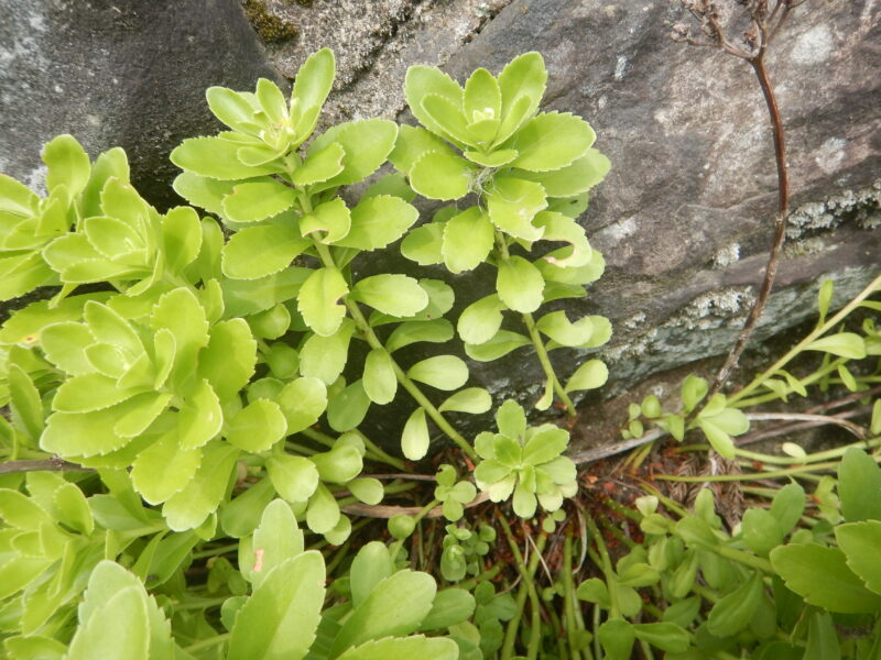 キリンソウ 麒麟草 黄輪草 に咲く星形の黄色い花