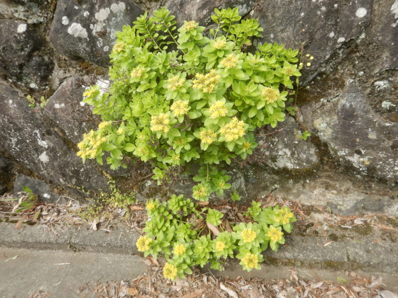 キリンソウ 麒麟草 黄輪草 に咲く星形の黄色い花