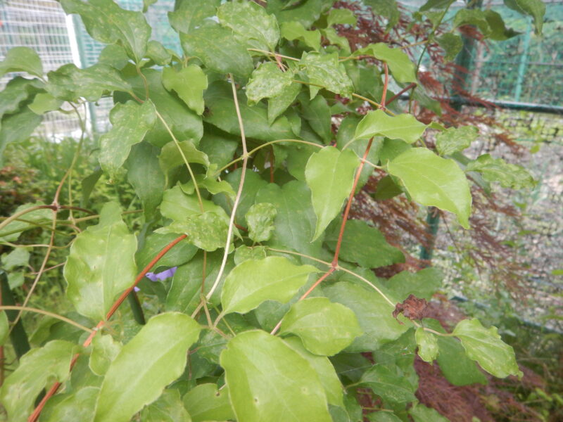 クレマチスの茎や葉