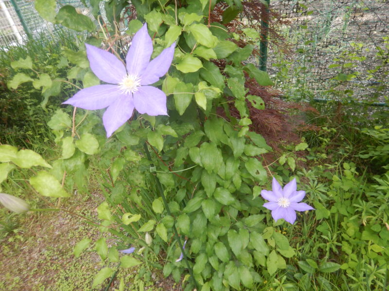 クレマチスの青紫の花