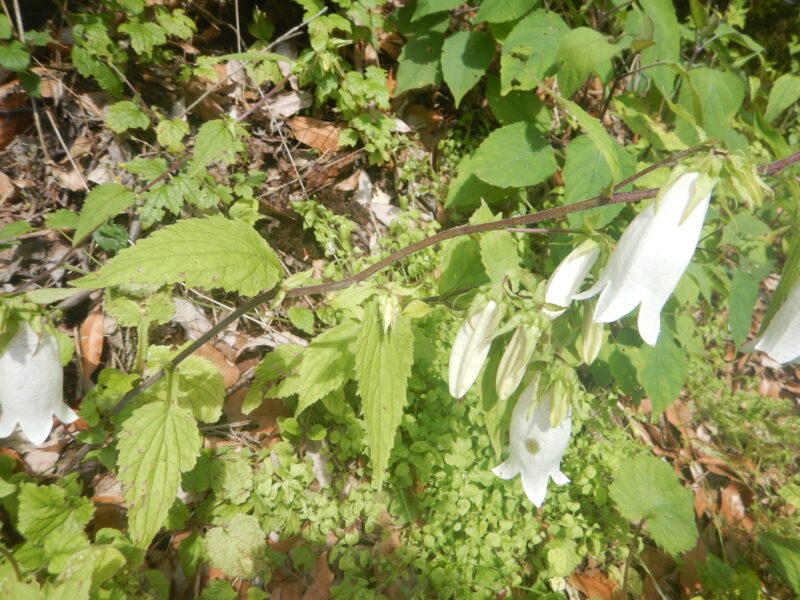 ホタルブクロの葉と茎