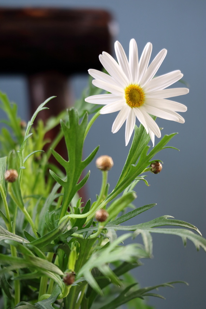 初夏に咲くフランスギク 仏蘭西菊 の白い花 マーガレットとの違い