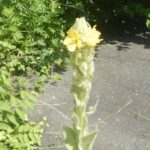 モウズイカの花序