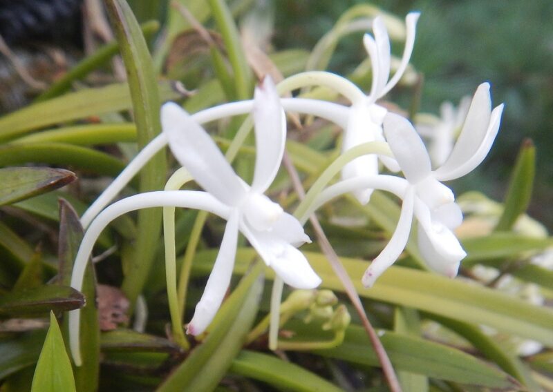 初夏に咲くフウラン 風蘭 の白い花 初夏に咲くフウラン 風蘭 の白い花