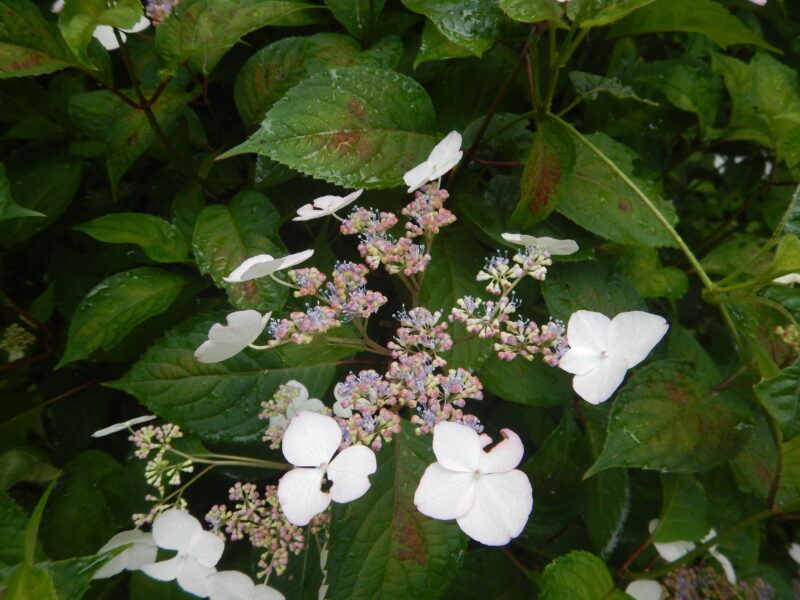 ガクアジサイのようなアマチャ 甘茶 の花