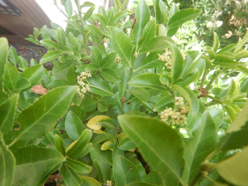 ツルマサキ 蔓柾 に咲く黄緑の花