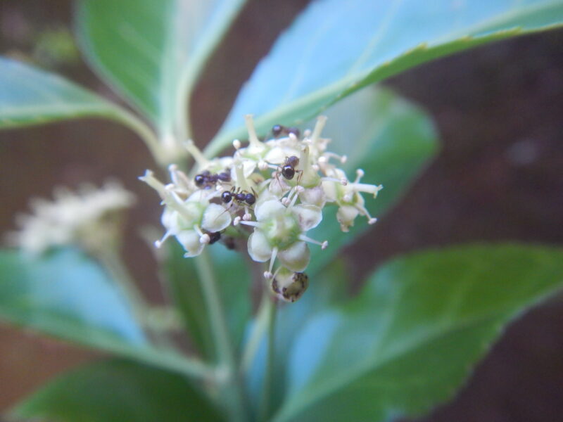 ツルマサキ 蔓柾 に咲く黄緑の花