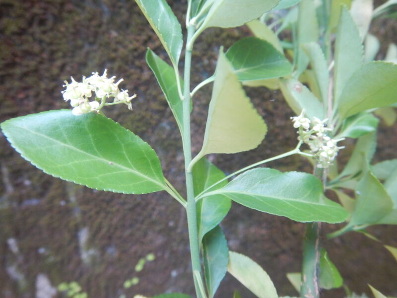 ツルマサキ 蔓柾 に咲く黄緑の花