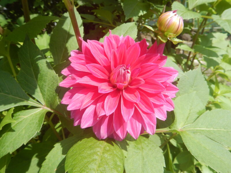 初夏から秋に咲くダリアの花