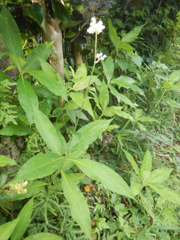 ヤブミョウガの葉と茎