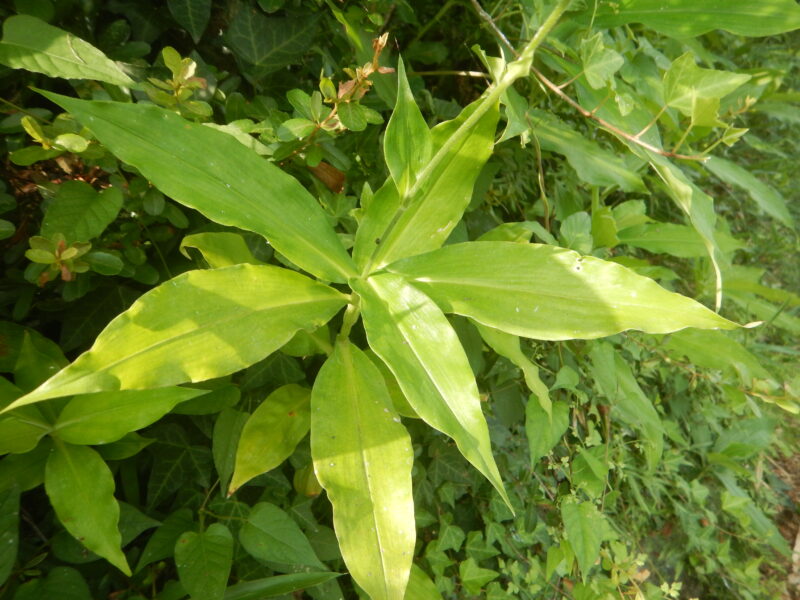 白く小さな花がたくさん咲くヤブミョウガ ミョウガとの違い