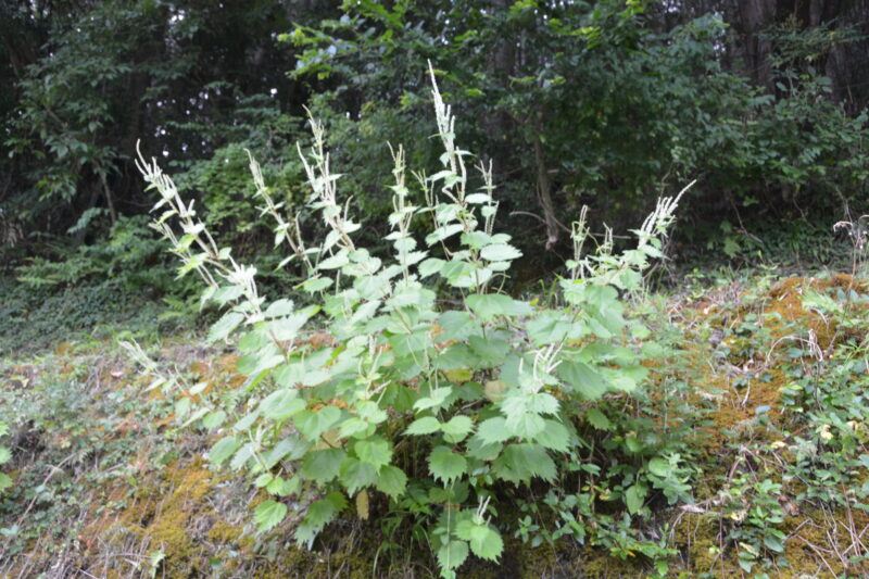 穂状の白い花が咲くヤブマオ 藪苧麻 カラムシとの違い