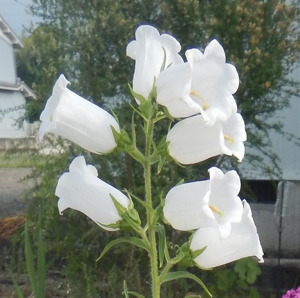 釣鐘状に明るく咲くカンパニュラの白や紫の花