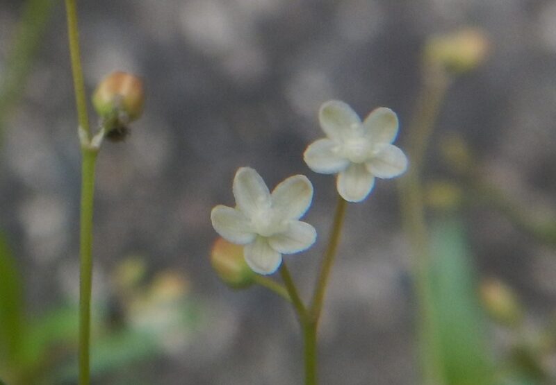 ザクロソウ 柘榴草 の小さく白い花