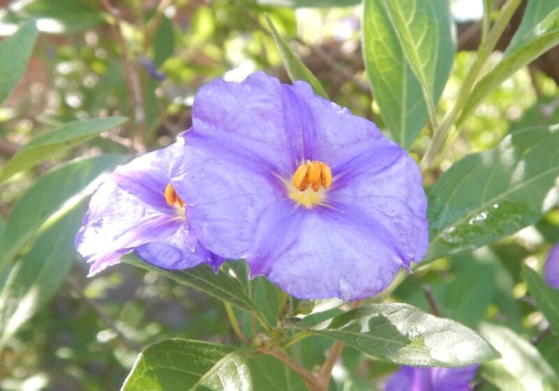 ムラサキハナナス 紫花茄子 ソラナム ラントネッティ の紫の花