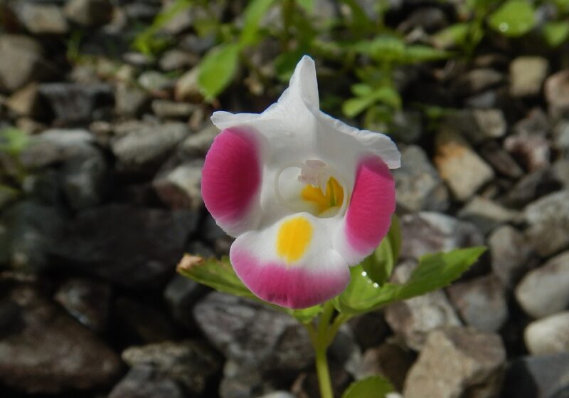 ハナウリクサ 花瓜草 トレニア の ピンクや青い花