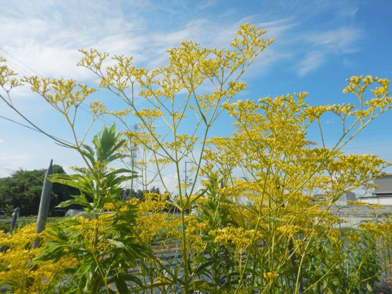 秋の七種 オミナエシ 女郎花 の黄色い花