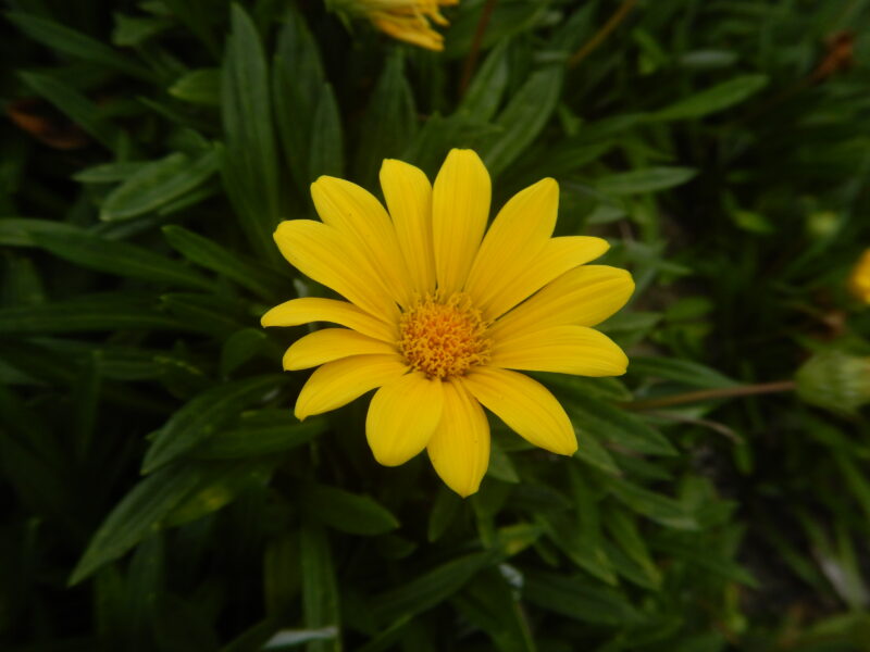 ガザニア クンショウギク 勲章菊 の花