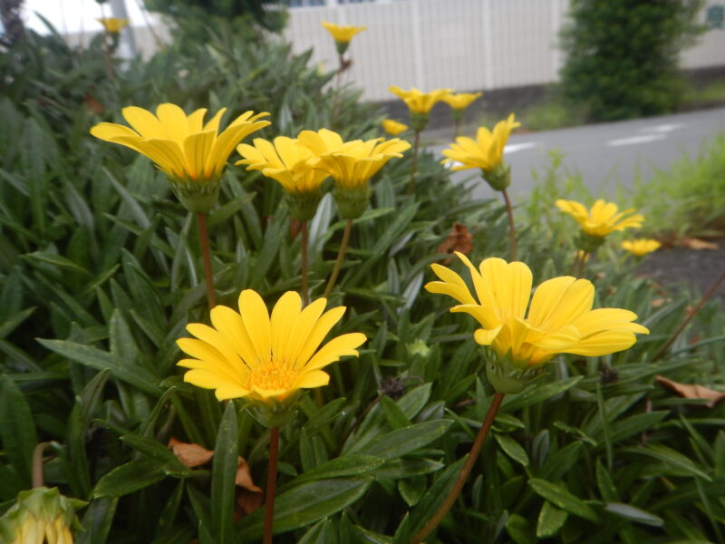 ガザニア クンショウギク 勲章菊 の花
