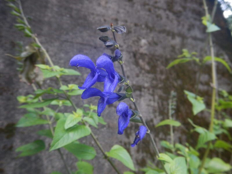 サルビア ガラニチカ メドーセージ の青い花