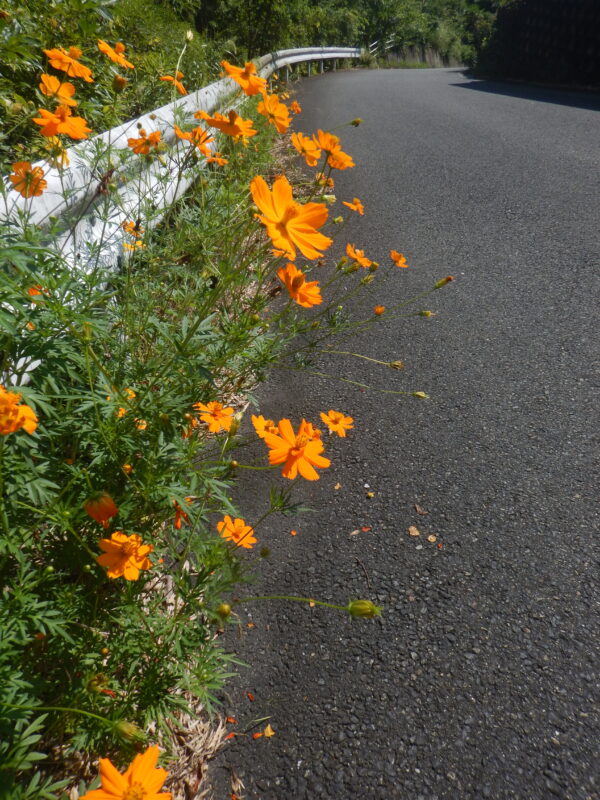 道路沿いに咲くキバナコスモス