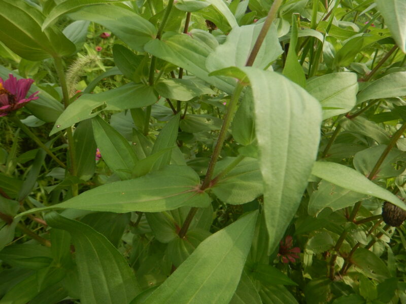 ヒャクニチソウの茎と葉
