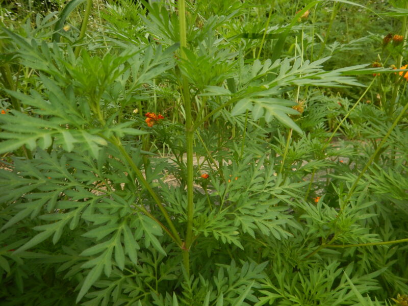 キバナコスモスの茎と葉