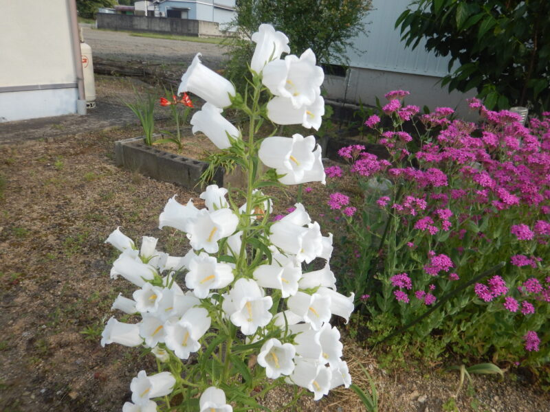 釣鐘状に明るく咲くカンパニュラの白や紫の花