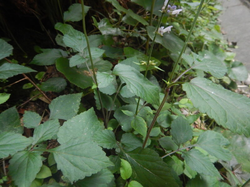 アキノタムラソウの茎と葉