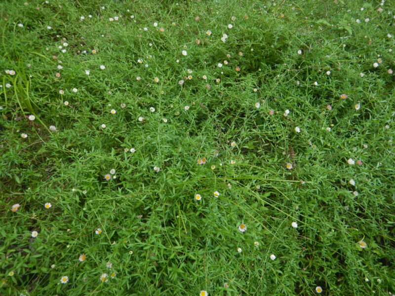たくさん咲くペロペロヨメナ