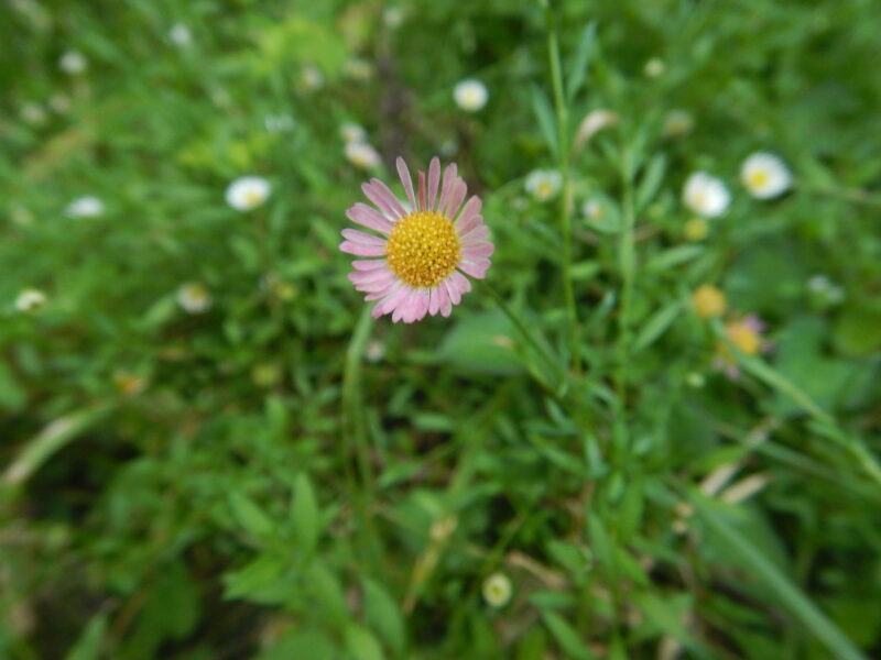 ペラペラヨメナ ぺらぺら嫁菜 エリゲロン の花 白から赤に変化