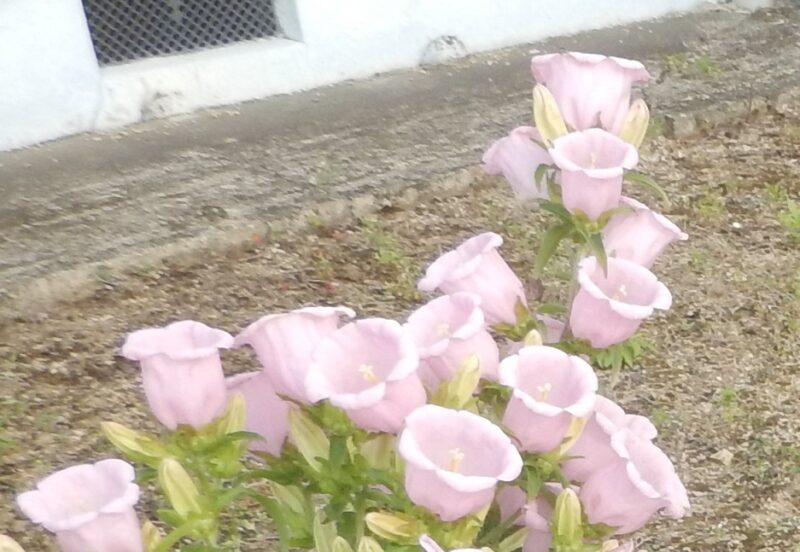 カンパニュラのピンクの花