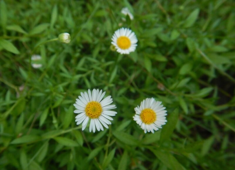 ペラペラヨメナの白い花