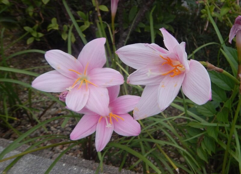 サフランモドキに咲くピンクの花と サフランについて