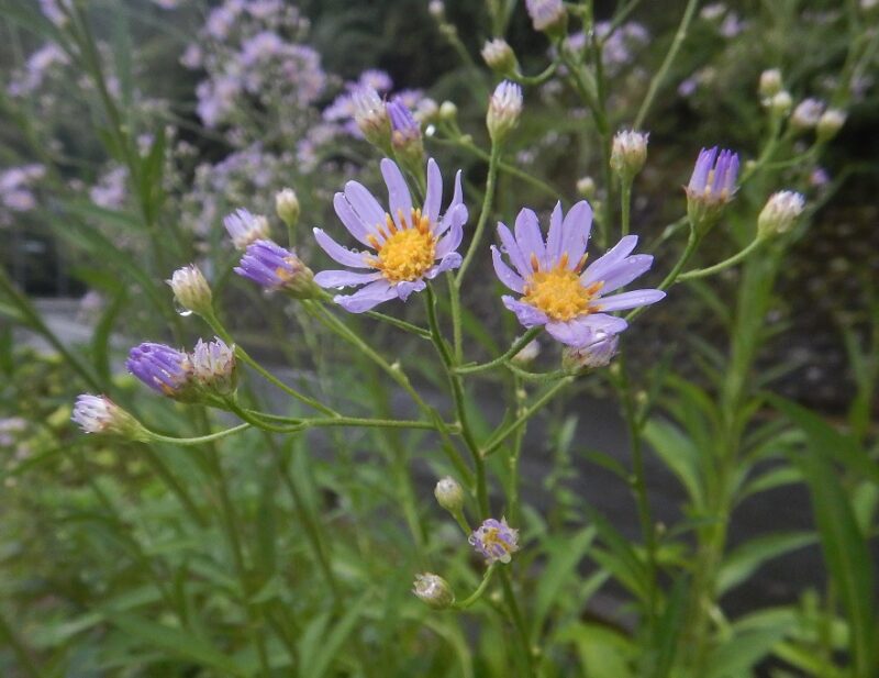 シオンの花やツボミ