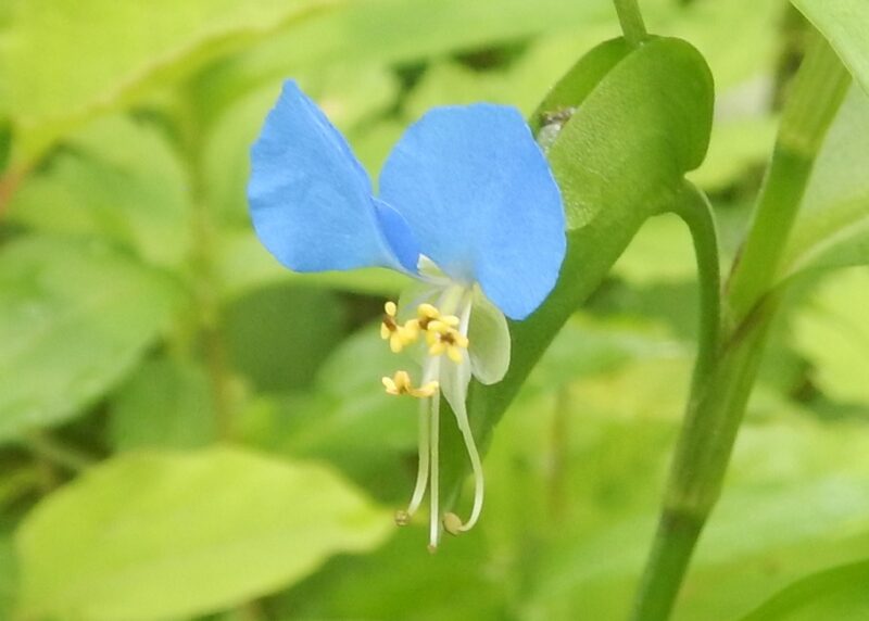 ツユクサ 露草 の青い花