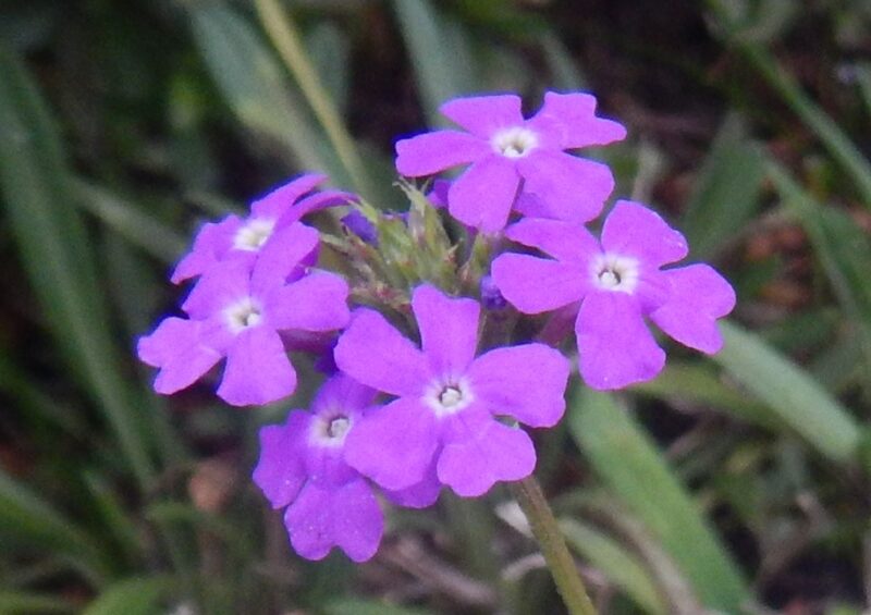 ヒメビジョザクラの紫の花 シバザクラやサクラソウとの違い