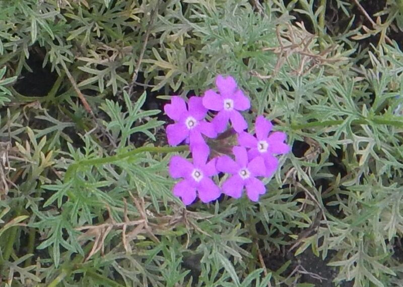 ヒメビジョザクラの紫の花 シバザクラやサクラソウとの違い