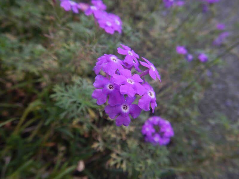 ヒメビジョザクラの紫の花 シバザクラやサクラソウとの違い