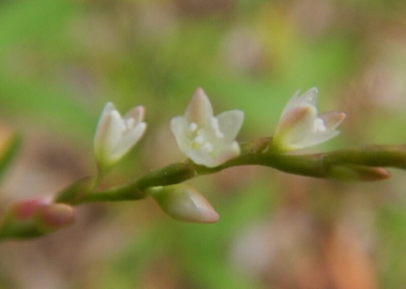 葉がピリッと辛いヤナギタデ 柳蓼 に咲く白い花