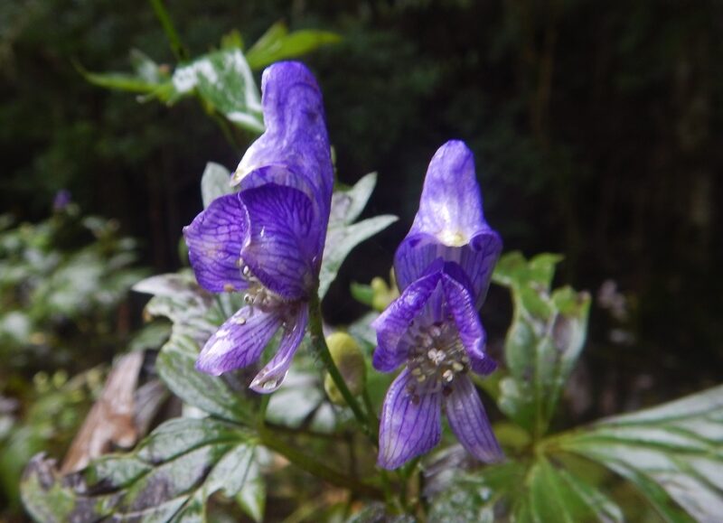 トリカブト 鳥兜 の紫の花