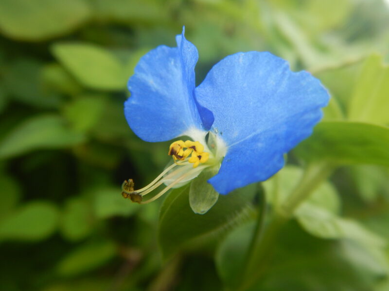 ツユクサ 露草 の青い花