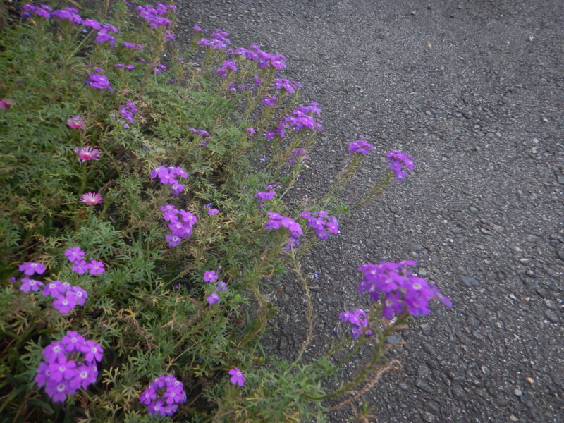 ヒメビジョザクラの紫の花 シバザクラやサクラソウとの違い