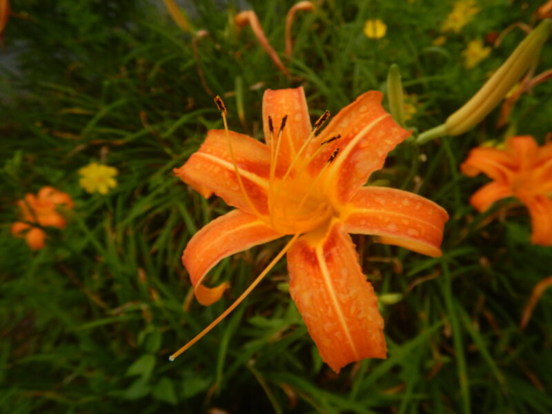 ノカンゾウのオレンジの花 ニッコウキスゲ ヤブカンゾウとの違い