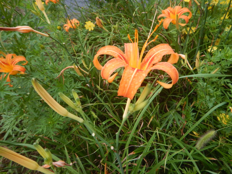ノカンゾウのオレンジの花 ニッコウキスゲ ヤブカンゾウとの違い