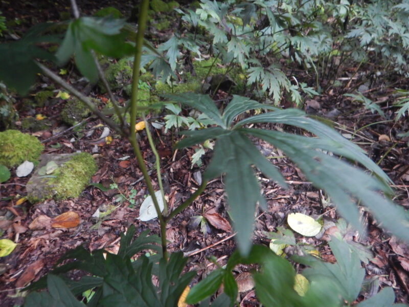トリカブトの茎と葉